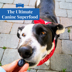 The Ultimate Canine Superfood