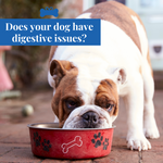 Does Your Dog Have Digestive Issues?