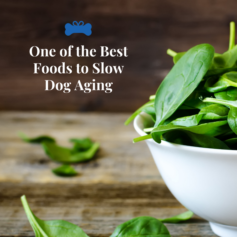 The Best Foods to Slow Dog Aging