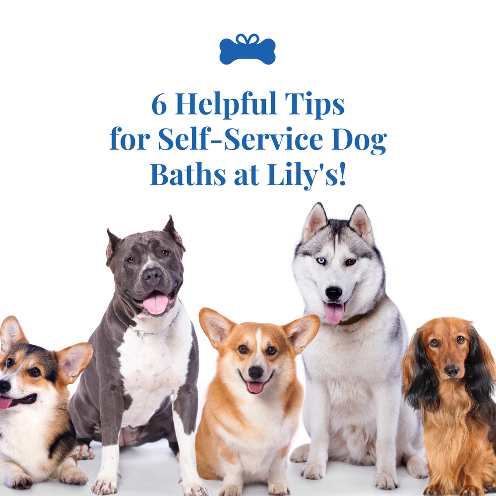 6 Helpful Tips for Self-Service Dog Baths at Lily's!