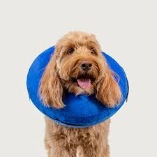 Kong Inflatable Collar, M