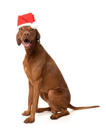 Santa Hat, S/M